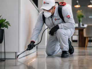 Dedetização: Guia Completo para Proteger sua Casa ou Empresa