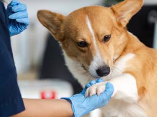 Clínica Veterinária em Iacanga: cuidado que faz diferença