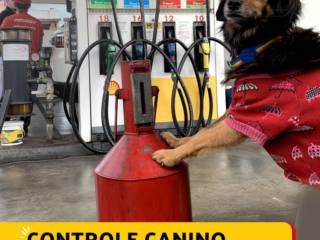 Controle Canino: Sofia Supervisionando a Aferição de Combustível 