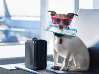 Transporte de Animais