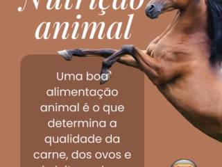 Rações de Qualidade para a Nutrição Ideal dos Seus Equinos