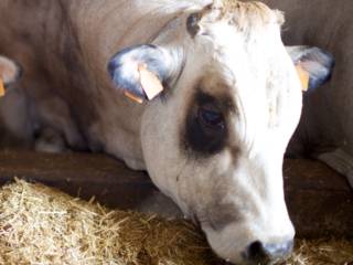 Confiança e Tecnologia em Nutrição Animal