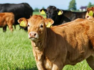 Mais Desempenho, Mais Resultado no Campo