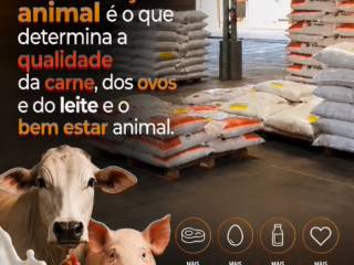  O que vai para o cocho faz diferença em tudo que vem depois
