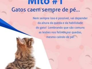 3 mitos sobre os gatos