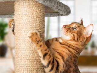 O Paraíso dos Gatos: Arranhadores Que Eles Vão Amar