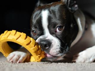 Diversão Sem Fim: Brinquedos que Deixam os Cachorros Mais Felizes