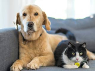 O cuidado que seu animal merece está aqui