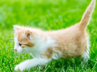 Qualidade e confiança para os seus animais