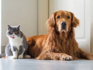 Tudo para o seu pet em um só lugar!
