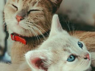 Vai faltar alguma coisa para o seu pet? Passe na Ração & Cia!