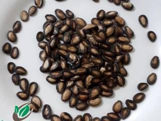 Você sabia que as sementes de melancia são ótimas aliadas do seu corpo?