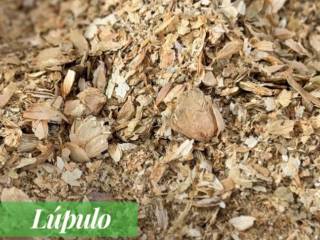 Lúpulo: Um Ingrediente Diferente Para Quem Gosta de Novas Experiências