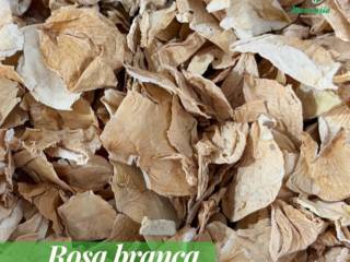 Rosa Branca: Um Chá para Momentos de Calma e Bem-Estar
