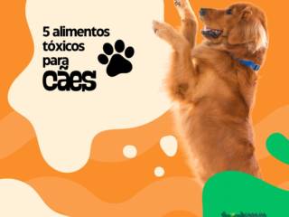 Saúde do Seu Pet Começa Pela Alimentação: Fique Atento ao Que Ele Consome!
