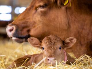 Cuidados para animais com qualidade e confiança em Mineiros