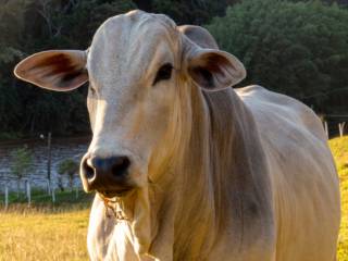 O campo não para. E a Casa da Lavoura também não!
