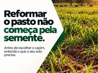 Reformar o pasto não começa pela semente: Entenda o que seu solo precisa e escolha com qualidade!