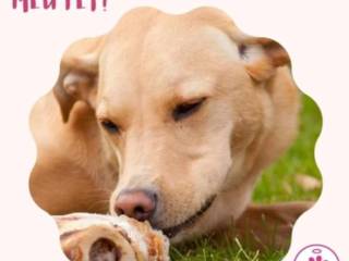 Posso oferecer ossos ao meu pet?