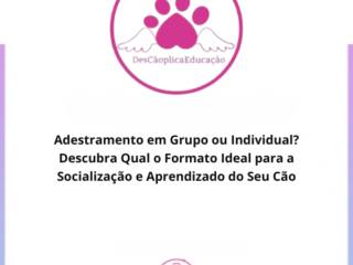 Adestramento em Grupo ou Individual? Descubra Qual o Formato Ideal para a Socialização e Aprendizado do Seu Cão