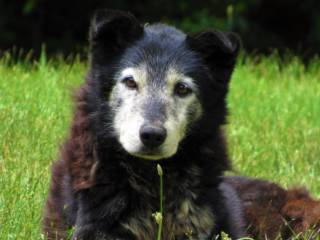 Do filhote ao sênior: Produtos especializados na Animais & Cia de Mineiros