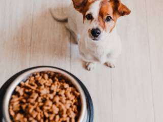 Nutrição de ponta: rações de qualidade para seu pet em Mineiros