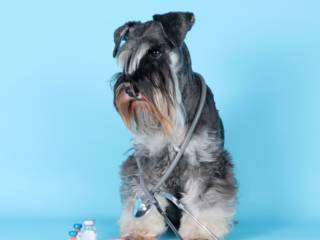 Saúde garantida: farmácia veterinária com medicamentos seguros em Mineiros