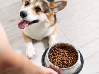 Nutrição de qualidade para a saúde do seu pet