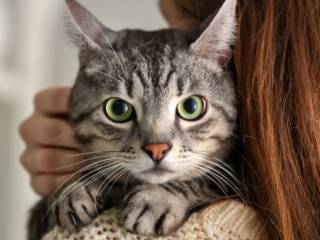 Rações e alimentação para cães e gatos em Mineiros