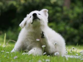 O seu cão se coça muito? Pode ser dermatite atópica
