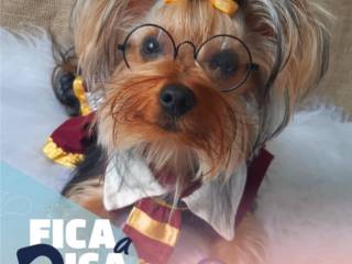 Fica Dica: A DrogaVET também é muito boa em fazer mágica!!!