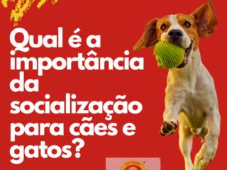 Qual é a importância da socialização para cães e gatos?