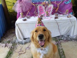 Aniversario de 1 ano da Anita Border Colie