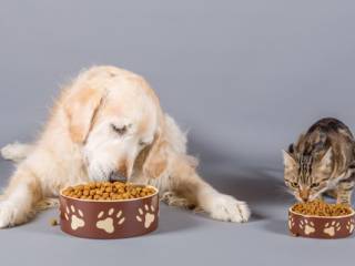 Casa de Ração em Lençóis Paulista SP: Apoio Ao Dia a Dia de Quem Cuida de Animais