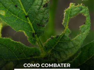 Como combater pragas de jardim 