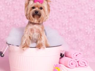 5 vantagens de dar banho no cachorro em pet shop