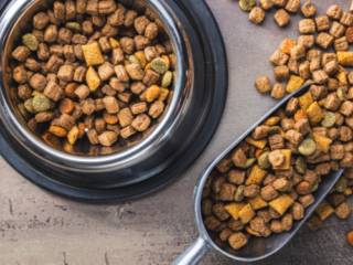 Rações para Cães e Gatos: Como Escolher a Melhor Opção para a Saúde do Seu Pet