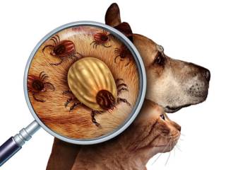 Como proteger seu pet contra pulgas e carrapatos?