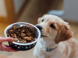 Como escolher a alimentação ideal para o seu pet?