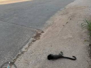 Atropelamentos de animais são mapeados em avenida de Jundiaí