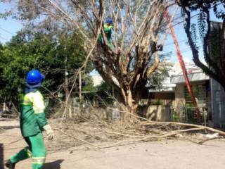 Em Jundiaí: FBF é contratada para podas, cortes de árvores e jardinagem