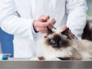 Por que é tão importante manter a vacinação do seu pet em dia?