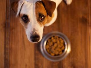 5 motivos para o seu cachorro comer ração super premium