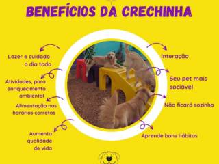 Você sabe quais são os benefícios da Creche Pet?