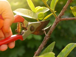 Saiba como e porque podar uma planta