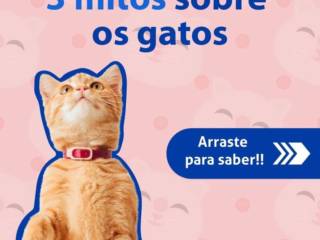 Conheça os 3 mitos mais famosos sobre gatos!!