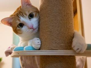 Gatos Felizes, Sofás Protegidos: Arranhadores da Ração & Cia Loja 02