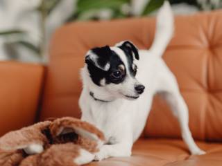 Diversão Garantida: Brinquedos que Fazem os Cachorros Pularem de Alegria