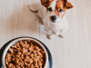 Mais Saúde no Prato: Rações de Qualidade na Ração & Cia Loja 02