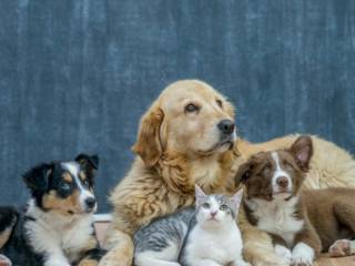 Nutrição que transforma a vida do seu pet